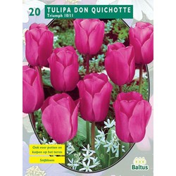 2 stuks - Tulipa Don Quichotte, Triumph per 20