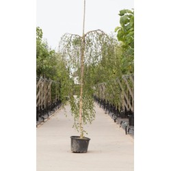 Prieelberk Betula pendula Youngii h 250 cm st. omtrek 12 cm st. h 220 cm