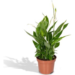 Hello Plants Spathiphyllum Lepelplant - Ø 12 cm - Hoogte: 45 cm