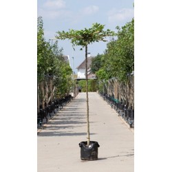 Haagbeuk kruisdak Carpinus betulus h 230 cm st. omtrek 12 cm st. h 220 cm