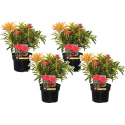 Pieris 'Forest Flame' - Set van 4 - Rotsheide - Pot 17cm - Hoogte 25-40cm