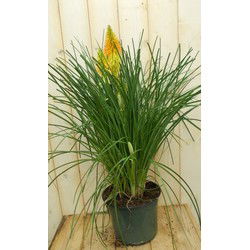 Vuurpijl Kniphofia Bloem Kleurwisselt