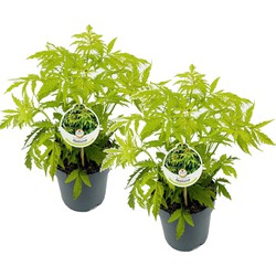 Sambucus nigra 'Aurea' - Set van 2 - Pot 17cm - Hoogte 25-40cm