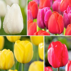 Tulipa Triumph Mix - Bloembollen x80 - Tulp - Wit / Rood / Geel