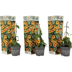 Thunbergia alata New Orange - Set van 3 - Klimplant - Pot 9cm - Hoogte 25-40cm