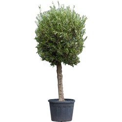 Olijfboom Olea europaea 225 cm - Warentuin Natuurlijk