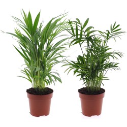 Dypsis, Chamaedorea - Set van 2 - Mini palm mix - Pot 12cm - Hoogte 25-40cm