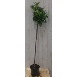 Prunus Rotundifolia op 70 cm stam