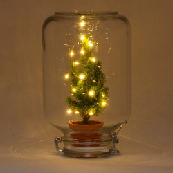 URBANJNGL - Easyplant - Christmas - Mini Christmas tree - Plant terrarium