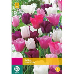 3 stuks - Tulipa Pastel mix 12 bollen