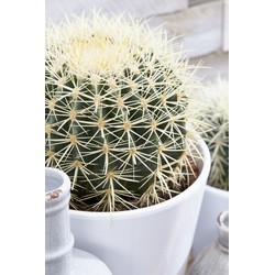 Echinocactus -  40cm 