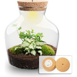 URBANJNGL - Planten terrarium Little Joe + verlichting -  Hedera Helix & Fittonia - Ecosysteem plant - ↑ 21,5 cm