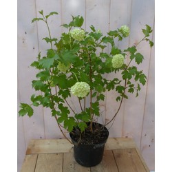 Viburnum Gelderse Roos Heester 80 cm met mooie witte bloemen - Warentuin Natuurlijk