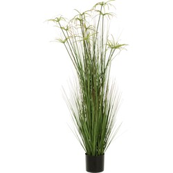 J-line - Cyperus Alternifolius 11 Koppen In Pot Pvc Groen Large - 43x43x140cm