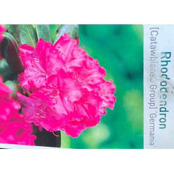 Rhododendron Germania