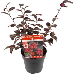 Hello Plants Loropetalum Chinese Ever Red Heksenstruik - Struik, Sierheester - Ø 13 cm - Hoogte: 10 cm