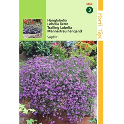 2 stuks - Lobelia Pendula Saphir