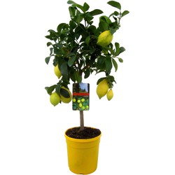 Citrus Limon - Citroenboom - Pot 19cm - Hoogte 60-70cm