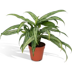 Hello Plants Aglaonema Cutlass Chinese Evergreen - Ø 12 cm - Hoogte: 30 cm