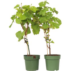 Wijnmix - Vitis ‘Himrod’ en ‘Vanessa’ - Set van 2 - ⌀21cm - Hoogte 60-75cm