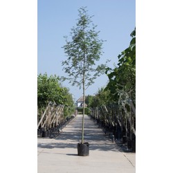 Lijsterbes Sorbus aucuparia h 350 cm st. omtrek 12 cm