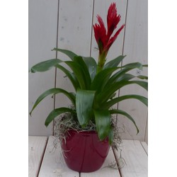 Bromelia rode pot 30 cm - Warentuin Natuurlijk