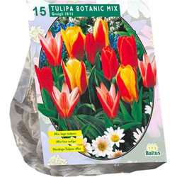 Bollen Tulipa Greigii mix 15 stuks