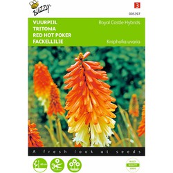 2 stuks - Kniphofia tritoma Royal Castle Hybr.