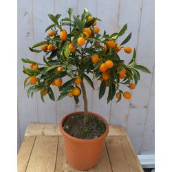 Citrusboompje
