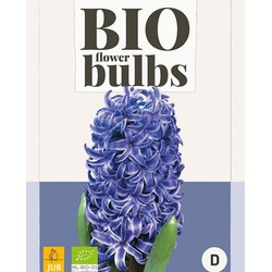 Hyacinthus blue pearl - bio