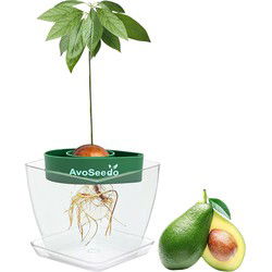 URBANJNGL - Avocado kit - Groei je eigen avocado!