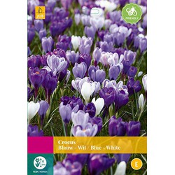 2 stuks - Crocus blauw/wit 40 bollen