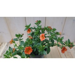 3 stuks! Petunia Million Bells oranje