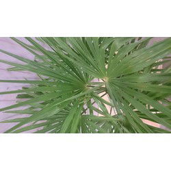 Winterharde Palmboom Trachycarpus Fortunei stamhoogte 20 cm en hoogte 110 cm