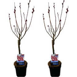 Salix Mount Aso 'Red Cat' - Gracilistyla - Set van 2 - ⌀12 cm - Hoogte 50-60 cm
