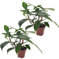 Philodendron 'Florida Groen' - Set van 2 - Pot 12cm - Hoogte 20-30cm