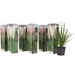 Cortaderia selloana - Mix van 6 - Pampasgras - Wit&Roze - ⌀9cm - Hoogte 25-40cm