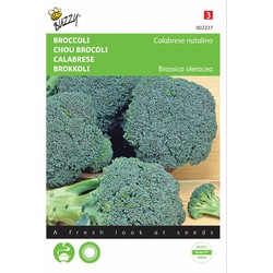 5 stuks - Broccoli Groene Calabria - Buzzy