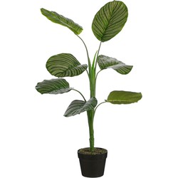 Mica Decorations Kunstplant Calathea - 60x60x90 cm - PE- Groen