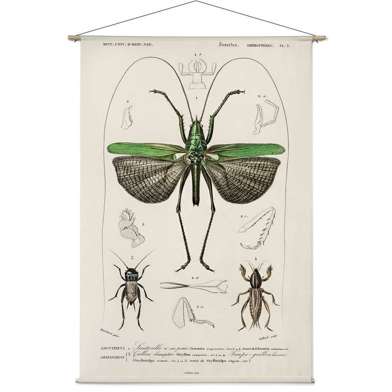 Locusta sexpunctata. Charles Dessalines D'Orbigny - 120 x 175 cm - 
