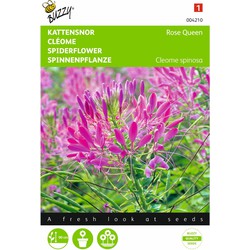 2 stuks - Cleome Spinosa Rose Queen