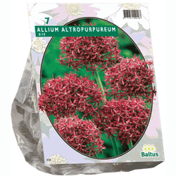 2 stuks - Allium Atropurpureum per 7