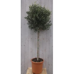 Olijfboom Olea stamhoogte 100 cm en boomhoogte 180 cm - Warentuin Natuurlijk
