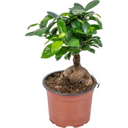 Bonsai boompje - Ficus 'Ginseng' - ⌀12 cm - ↕ 35 cm