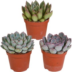 Hello Plants Echeveria Vetplanten Mix - 3 Stuks - Ø 8,5 cm Kwekerspot - Succulent