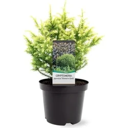 Cryptomeria jap. Vilmorin Gold 20-25 cm Conifeer