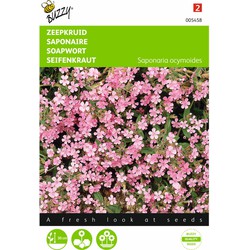 2 stuks - Saponaria ocymoides Zeepkruid Rose