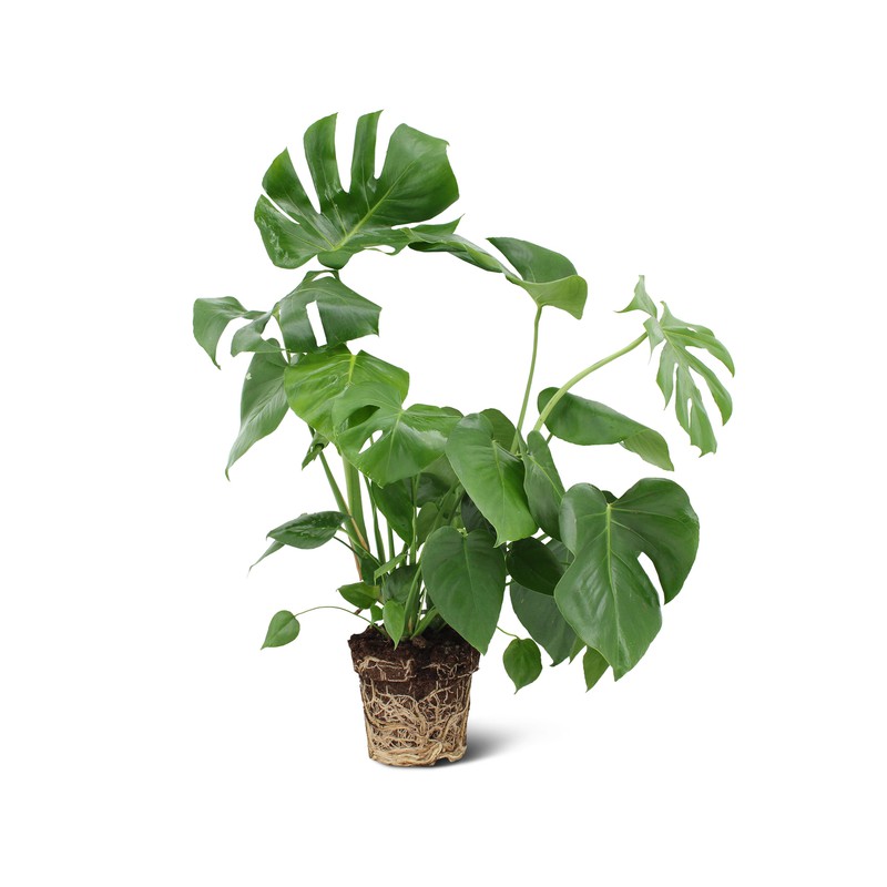 We Love Plants - Monstera Deliciosa - 60 cm hoog - Gatenplant - 