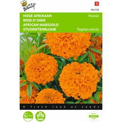 2 stuks - Tagetes erecta Hawaii Fl.Pl. Oranje - Buzzy