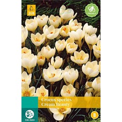 5 stuks - Crocus Cream Beauty 15 bollen